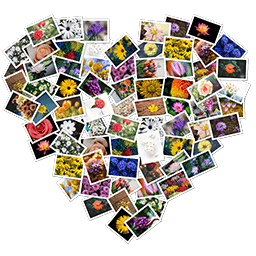 FigrCollage 3.3.5 Pro