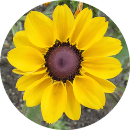 MesaExif 2.4.20 macOS